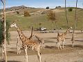 Giraffe Family-4